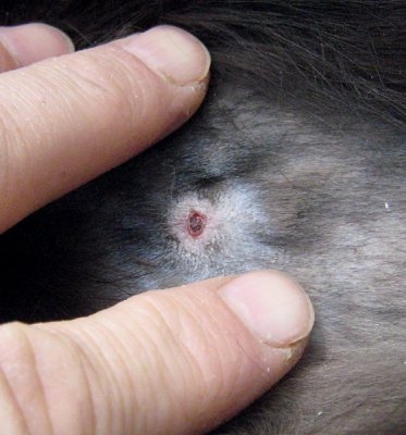 Cat bite wound on cat at 10 days after start of treatment