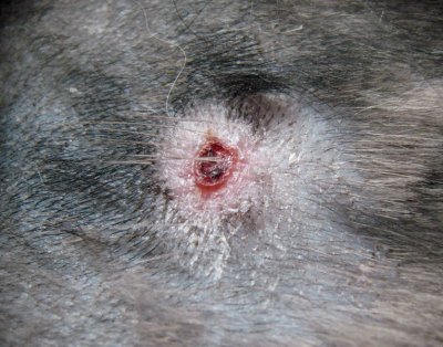 Cat bite wound on cat at 10 days after start of treatment