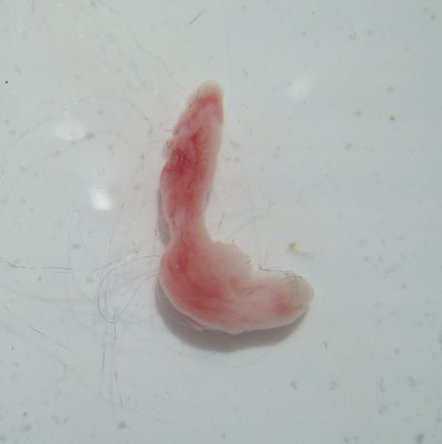 1.3 cm long artifact or parasite that was expelled from my old cat's bladder or urethra today