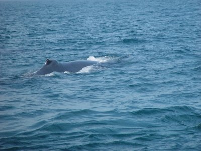 CAN YOU TELL WHY THEY CALL THEM HUMPBACKS