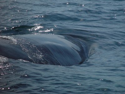 IT WAS RIGHT NEXT TO THE BOAT=WE COULD HEAR IT SQUEAL AND ALMOST TOUCH IT