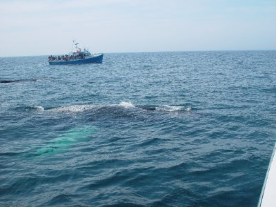 TWO OF THE HUMPBACKS LINED UP IN A ROW NEXT TO THE BOAT