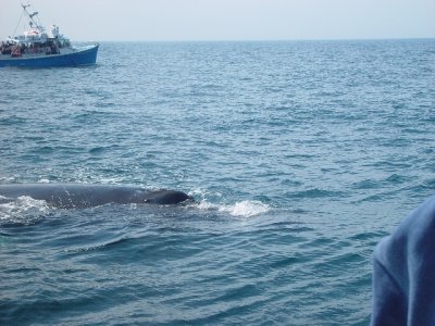 THE HUMPBACK APPROACHES THE BOAT ALL 40 TONS