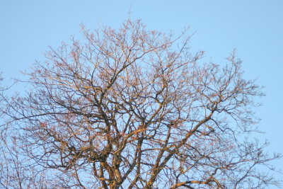 Tree to sky