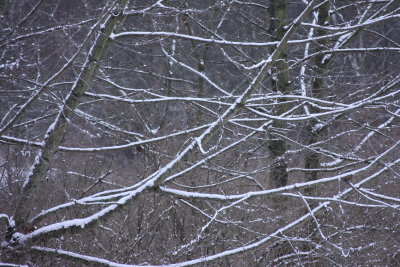 Snow on branches