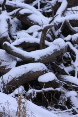 Branches under snow