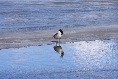 Bird on the edge of the ice