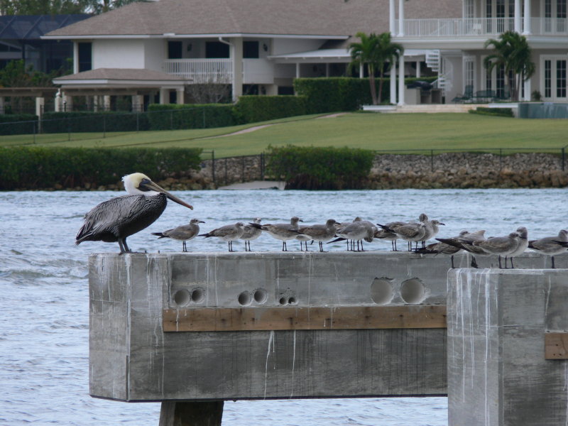 Pelicans - Stuart, FL