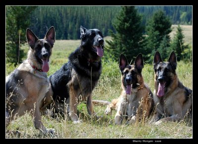 Our Pack