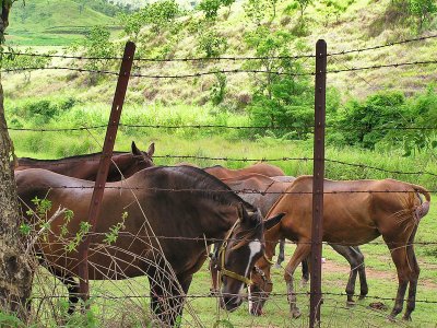 Horses in near farms / Caballos en fincas cercanas
