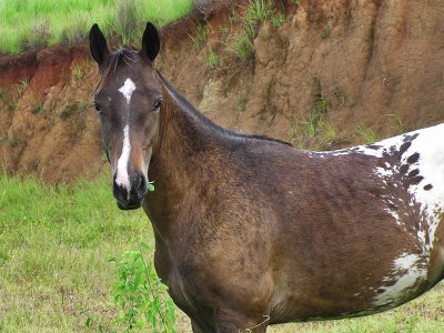 Horse in El Manantial / Caballo en El Manantial