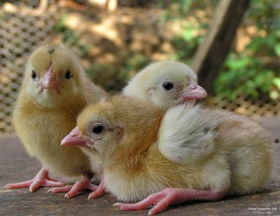 Chickens littles / Pollitos