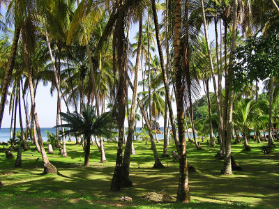 Palm forest / Bosque de palmeras