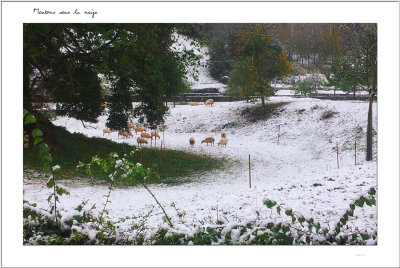 Moutons sous la neige Wismes 2012
