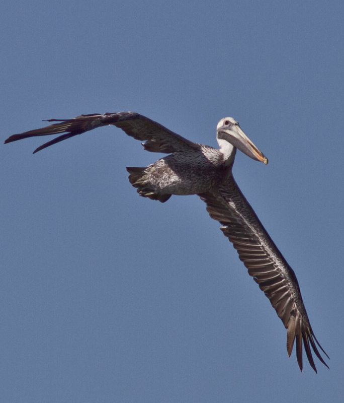 Pelican-2.jpg