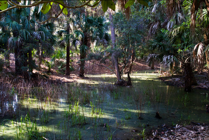 Hunting Island State Park-1237