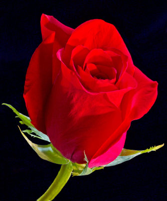 Red Rose-1.jpg