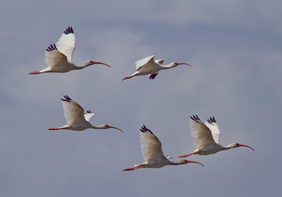 White Ibises-3554