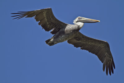 Pelican-3346.jpg