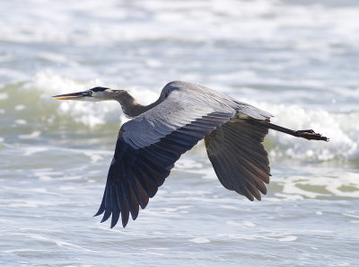 Heron in Flight.jpg