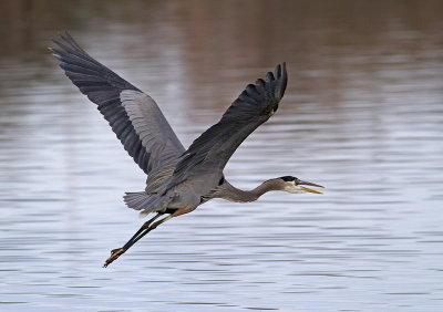 Heron in Flight 2.jpg