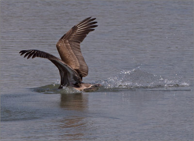 Brown Pelican Diving for Food