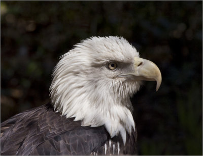 Old Bald Eagle