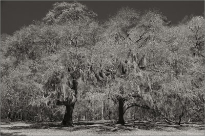 Two Live Oaks