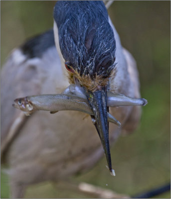 Feeding Frenzy-2