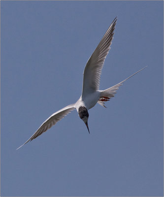 Tern Ready to Dive 