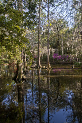 Magnolia Plantation-5960