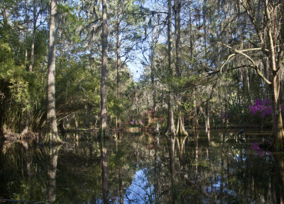 Magnolia Plantation-5964