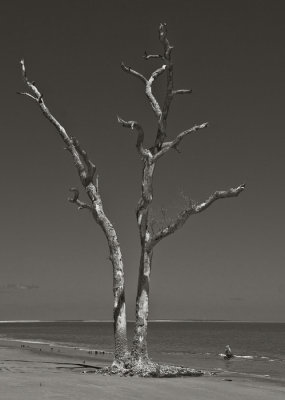 Dead Wood on the Beach-1317.jpg