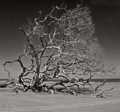 Dead Wood on the Beach-2