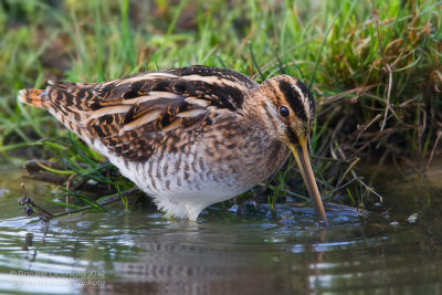 Common Snipe (Gallineago gallinago)