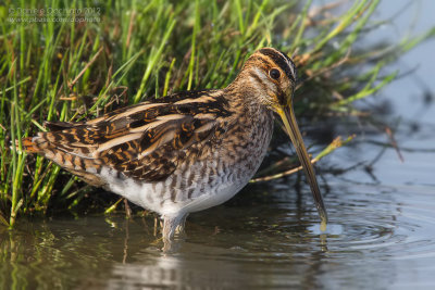 Common Snipe (Gallineago gallinago)