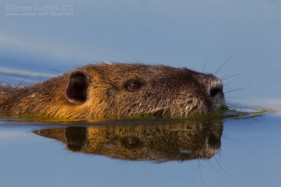 Coypu (Myocastor coypus)