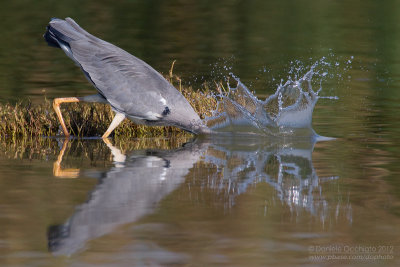 Grey Heron (Ardea cinerea)