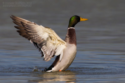 Mallard (Anas platyrhynchos)