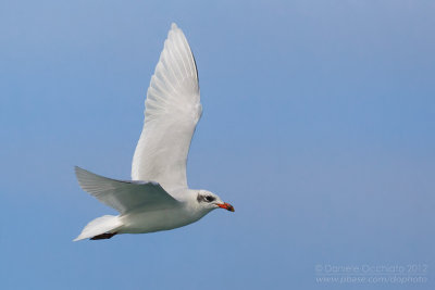 Mediterranean Gull (Ichthyaetus melanocephalus)