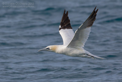 Northern Gannet (Morus bassanus)