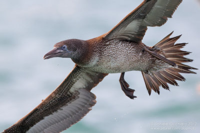 Northern Gannet (Morus bassanus)