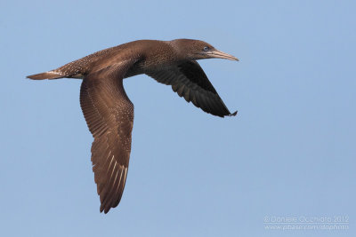  Sula bassana (Morus bassanus)