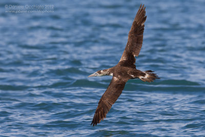  Sula bassana (Morus bassanus)