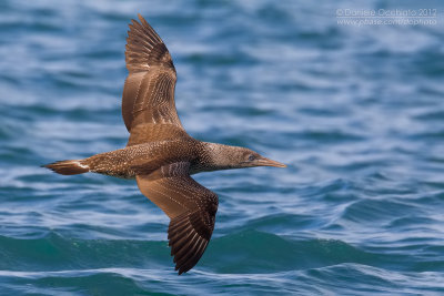  Sula bassana (Morus bassanus)