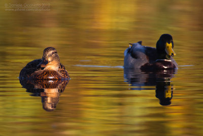 Mallard (Anas platyrhynchos)