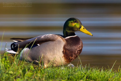 Mallard (Anas platyrhynchos)