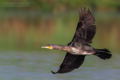 Great Cormorant (Phalacrocorax carbo sinensis)