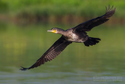 Great Cormorant (Phalacrocorax carbo sinensis)