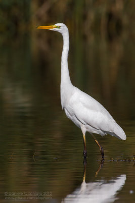 Great White Egret (Casmerodius albus; Egretta alba)